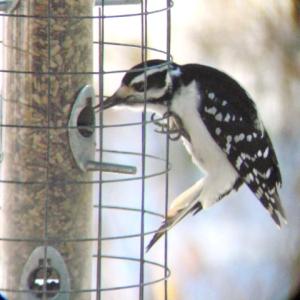woodpecker