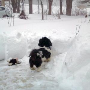 This short-legged dog is realizing there’ll be no great escape today. SUZI THAYER/Boothbay Register