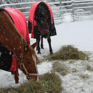 horses Alna