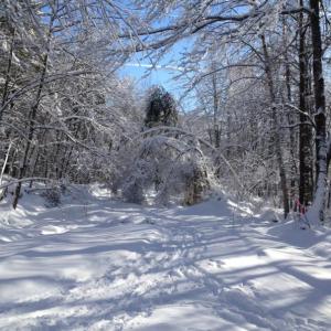 Photo of ski trail at HIdden Valley Nature Center