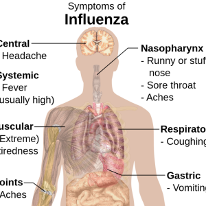 The symptoms of influenza may be all too clear to many in Maine as influenza continues on its yearly rounds in the state. Maine CDC Epidemiologist Sara Robinson said flu has not yet peaked in the state and a flu shot is still the best option for protection. CDC photo Diagram of flu symptoms