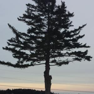 Although the weather was nice earlier in the week, like it was here February 9 in South Bristol, it will soon turn when winter returns with a bang. BEN BULKELEY/Wiscasset Newspaper tree storm weather snow sleet