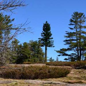A monopine cell tower is disguised to look like a tree. A 120-foot tower similar to the one pictured was proposed for Ocean Point by Mariner Tower. Environmental Integration photo