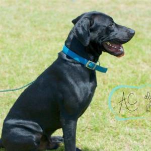Shadow, above, and other dogs are looking for a home through Almost Home Rescue of Maine, which will be at The Animal House on February 8. Courtesy of Almost Home Rescue dog