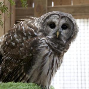 Varia, Chewonki’s Barred owl. Courtesy of Chewonki