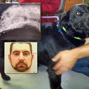 Aaron Armstrong, 32, of Waldoboro, had been arrested and charged with aggravated animal cruelty and violating conditions of release for allegedly shooting his dog with a BB gun more than 90 times. (Courtesy Lincoln County Animal Shelter/Lincoln County Jail)