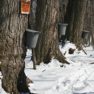 Maple trees with taps and buckets for collecting sap, to be made into maple syrup, at Beaver Meadow Audubon Center, North Java, N.Y.