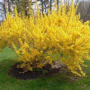 At this time last spring, there were daffodils poking up through the ground, and forsythia bushes were getting ready to burst forth. With the ground still frozen and more snow in the forecast, it may still be a while before we see any of those cheerful, bright yellow blossoms. SUZI THAYER/Boothbay Register