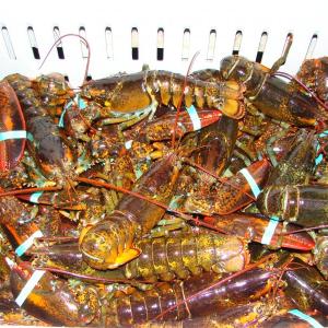 lobsters