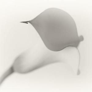 Sarah Beard Buckley's “White Calla Lily,” entered in the Special Theme/Flowers category, was selected Best of Show by juror Freeman Patterson for the 2014 Maine Photography Show. Courtesy of MPS