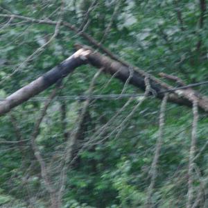 snapped tree, Route 218, Alna