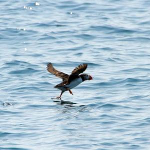 A PUFFIN appears to be walking on water as it takes off. Courtesy of Heidi Piccerelli