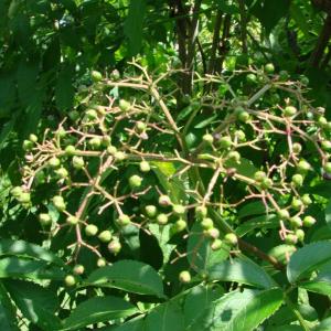 elderberries