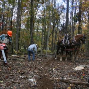 Loggers during the original Biological Woodsmen week in Virginia in 2012. Courtesy of HVNC
