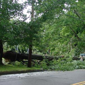 Wiscasset tree