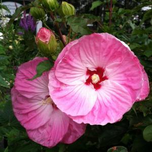 SUZI THAYER/Boothbay Register