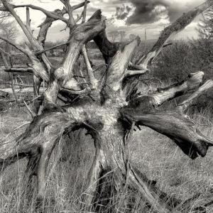 Burnt Tree, David Wolk photo