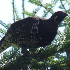 Spruce grouse. Courtesy of Allison Wells
