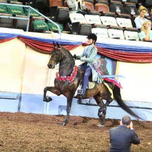 HALI GOODWIN won a world championship on Oct. 18 during the Grand National & World Championship Morgan Horse Show competition held Oklahoma City, Oklahoma. Goodwin won a world championship in English Pleasure Jr. Exhibitor 13 and under division. She also placed third in the Grand National championship for the same class. Courtesy of Andy Illes