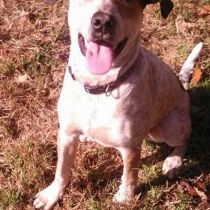 Reno awaits a home in Maine, while being fostered by Underhound. Courtesy of Underhound Railroad