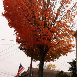 VIEW FROM A BIKE – The leaves on this tree outside of Fernald’s Country Store in Damariscotta turned colors early. BEN BULKELEY/Staff Reporter