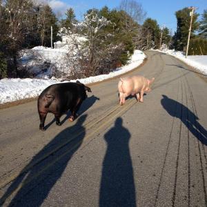 Two loose pigs travel Chewonki Neck Road on Nov. 28 as a group of people including pilots from the nearby Wiscasset Municipal Airport see them safely home. Courtesy of Ann Walko pigs, Wiscasset Municipal Airport, Chewonki Neck Road