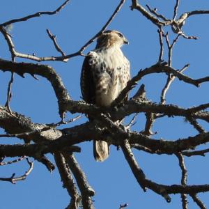 Photo of hawk