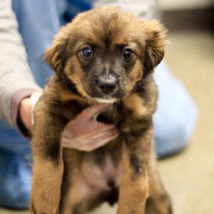 Cupid is looking for a home for the holidays. Courtesy of Coastal Humane Society