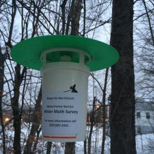 The Maine Forest Service has left a trap like this one in Wiscasset and elsewhere in the region, to help gauge the presence of the invasive winter moth. Courtesy of the Maine Forest Service moth trap
