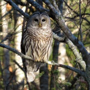 Naturalist Lynne Flaccus will lead a full moon owl prowl at the Trout Brook Preserve on Saturday, Jan. 3 at 5 p.m. Courtesy of Susan Schubel
