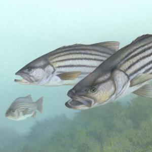 Stripers. Timothy Knepp illustration for the United States Fish and Wildlife Service.