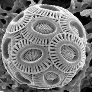 Another “tiny giant” in the Bigelow exhibition, emilianiahuxleyi. Courtesy of Bigelow Bigelow Laboratories image