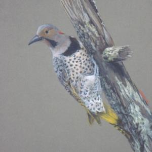 Julie Babb, Yellow shafted flicker