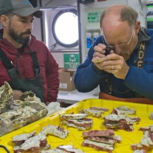 Doug Rasher, University of Maine postdoctoral associate, left, and Bob Steneck, professor of oceanography, marine biology and marine policy, examine Clathromorphum nereostratum collected in July 2014. Courtesy of the University of Maine