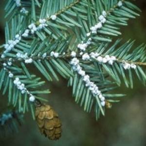 Hemlock wooly adelgid has been detected at many Midcoast locations. Courtesy of CT Agricultural Exp. Station