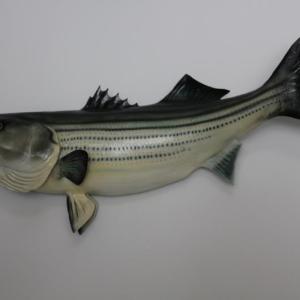 Photo of Striped Bass