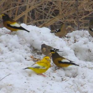 Aberrant evening grosbeak with normally plumaged individuals at feeder in Woodland, Maine. Courtesy of Bill Sheehan