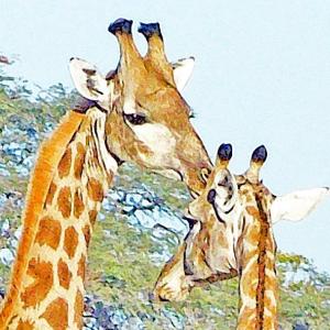 Kelly Brook’s “African Giraffe,” is one of her digital photos processed onto metal in her exhibit at Savory Maine through May 4. The opening reception for the show is Friday, April 3 from 3 to 5 p.m. Courtesy of Grace Goldberg African giraffe, Kelly Brook
