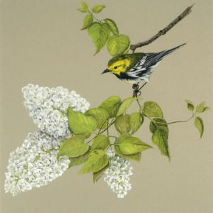 “Black Throated Green Warbler,” Julie Babb