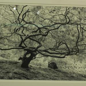 “Japanese Maple,” Jennifer Litchfield