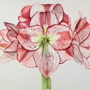 “Flamenco Queen Amaryllis Path” is one of the botanical works by Kate MacGillivary on display at Southport Memorial Library April 18 through June. Courtesy of the artist Flamenco Queen Amaryllis Path by Kate MacGillivary