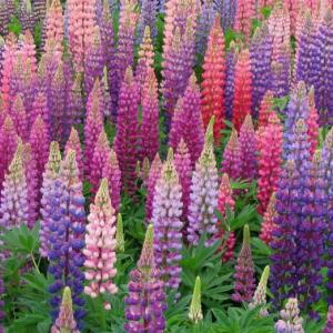 Lupines are a hardy perennial. Courtesy of Caroline Roberts