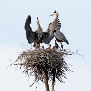 “Regal Family,” by Jeanne Coleman