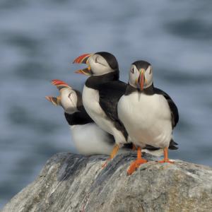 Sandy Flint’s“Chit Chat,” is among the photographic works in the new photography show at The Saltwater Artists cooperative gallery at Pemaquid Lighthouse Park. Courtesy of Midge Coleman “Chit Chat,” photo by Sandy Flint