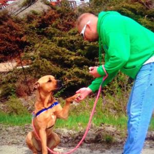 Jason Simkins, veteran volunteer at the Lincoln County Animal Shelter, trains Hooch, mastiff mix, on the shelter grounds. Courtesy of Tammy Steinmetz