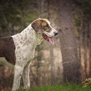 Rufus is one adult dog looking for a home at the Lincoln County Animal Shelter. He is a senior red tick coonhound mix, and has been at the shelter for two years. He is such a love, a gentle and loyal dog, and shelter staff can’t figure out why he hasn’t yet been scooped up. Come see Rufus and all his friends available for adoption at the Lincoln County Animal Shelter Open House and MEGA Adoption Event. Courtesy of Jill Piper/Furry Kids Pet Photography