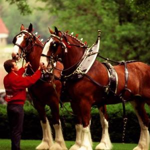 The world-famous Budweiser Clydesdales will be harnessed and hitched to the famous red beer wagon today, Wednesday, July 29, from 1 to 3 p.m. at the Rockland Elks Club, 201 Rankin Street.