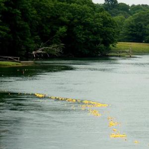 Rubber ducks are released upstream in the Damariscotta River on Saturday, July 4. ART MAYERS/Wiscasset Newspaper