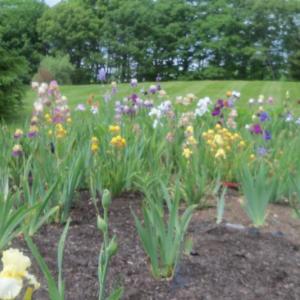 Louise Hardina’s iris garden. Courtesy of Louise Hardina
