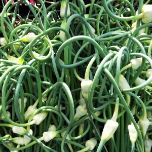 Garlic scapes are a flavorful and artful addition to salads, soups, or pretty much anything. SUZI THAYER/Boothbay Register